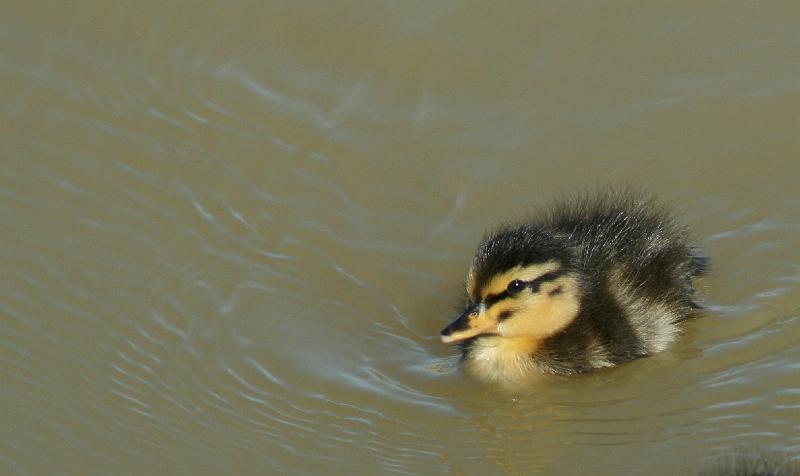 ma voels 082.JPG - Klein eendjie (te pragtig)